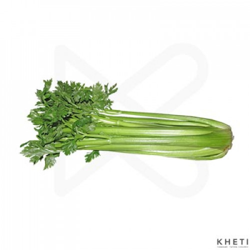 Celery Celery