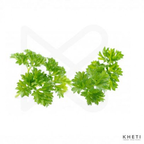 Parsley (parsley) Parsley (parsley)