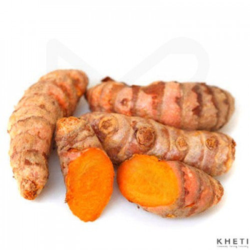 Fresh Raw Turmeric (Besar) Fresh Raw Turmeric (Besar)