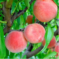 Japanese Peach Tree 