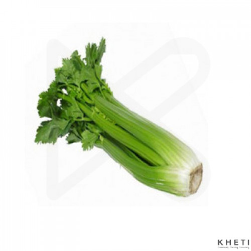 Celery (seleri saag) Celery (seleri saag)