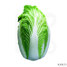 Chinese Cabbage  