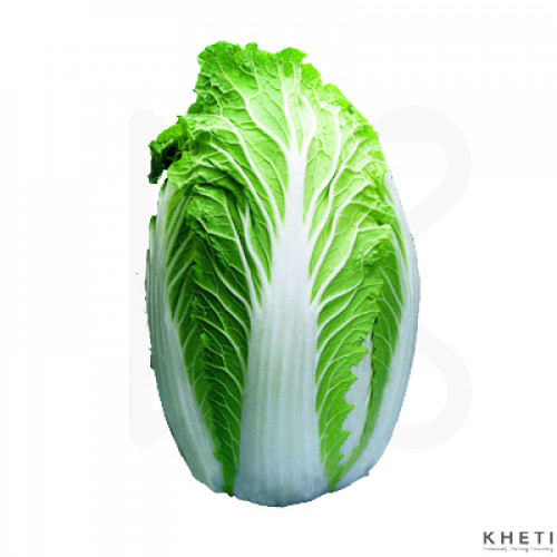 Chinese Cabbage 