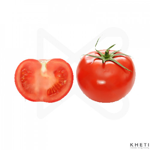Tomato (Indian) Tomato (Indian)