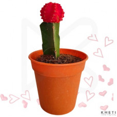 Moon Cactus (Yellow/ Red/ Pink) 