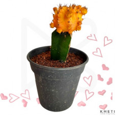 Moon Cactus (Yellow/ Red/ Pink) 