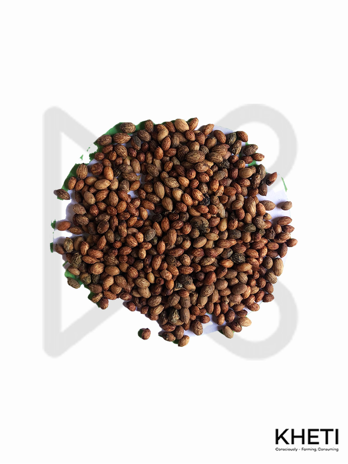 Olive seed (जैतुन)