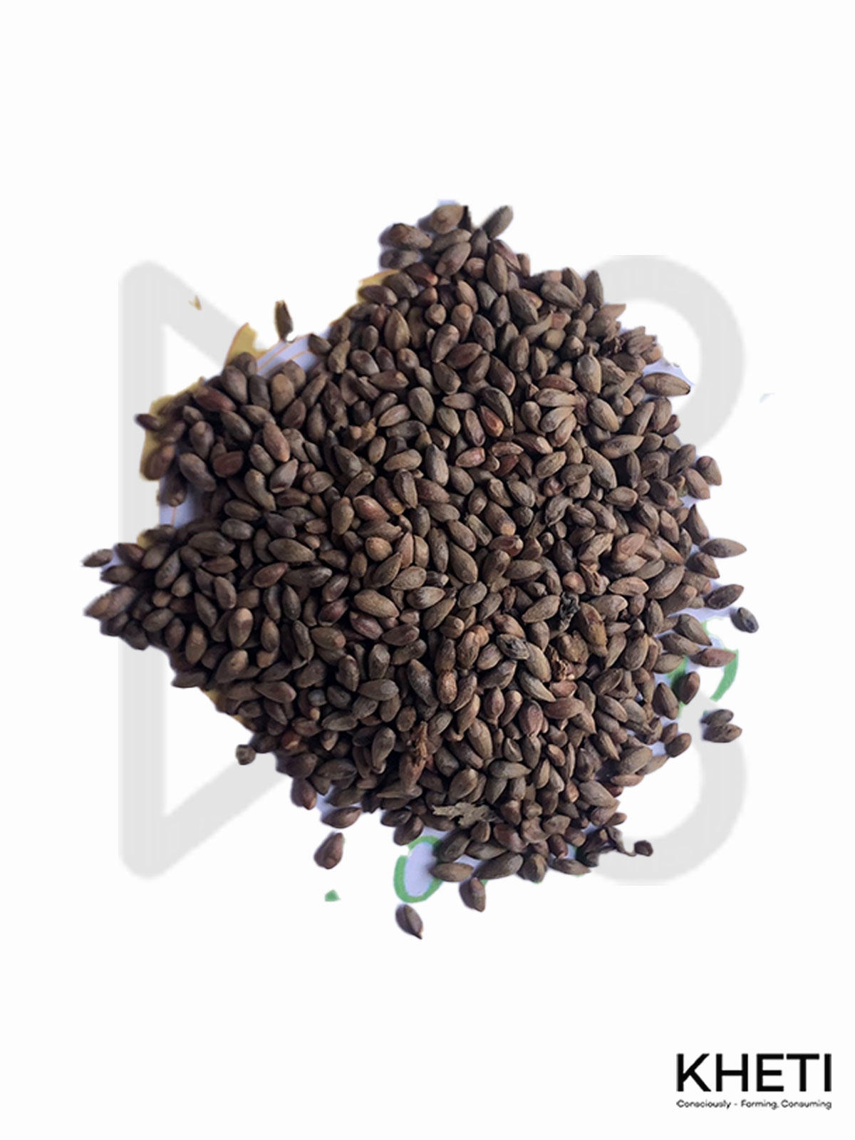 Mayurpankhi dhupi seeds (मयूरपंखी धुपी)