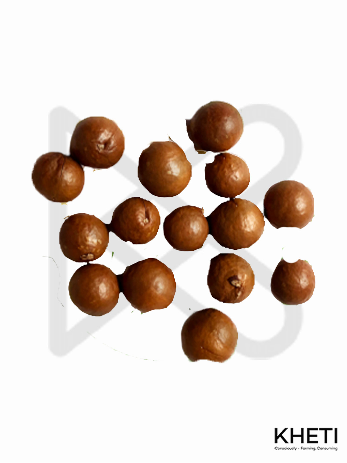 Macadamia Nut Seeds 