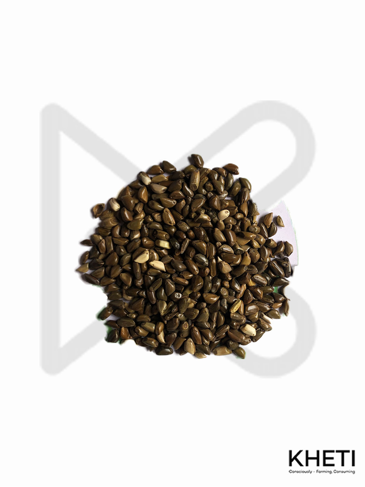 Teosinte seed