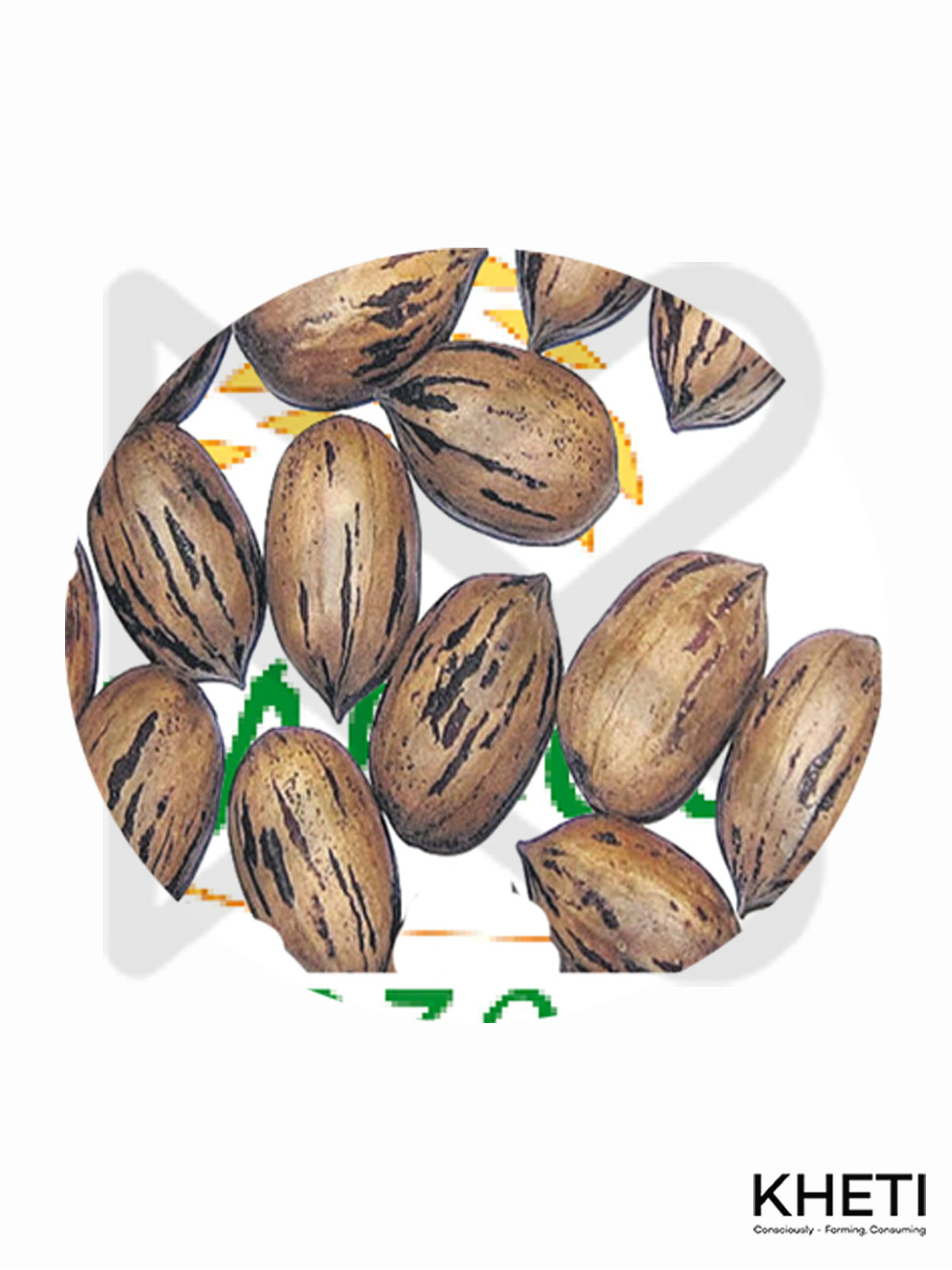 Pecan Nut  seed 
