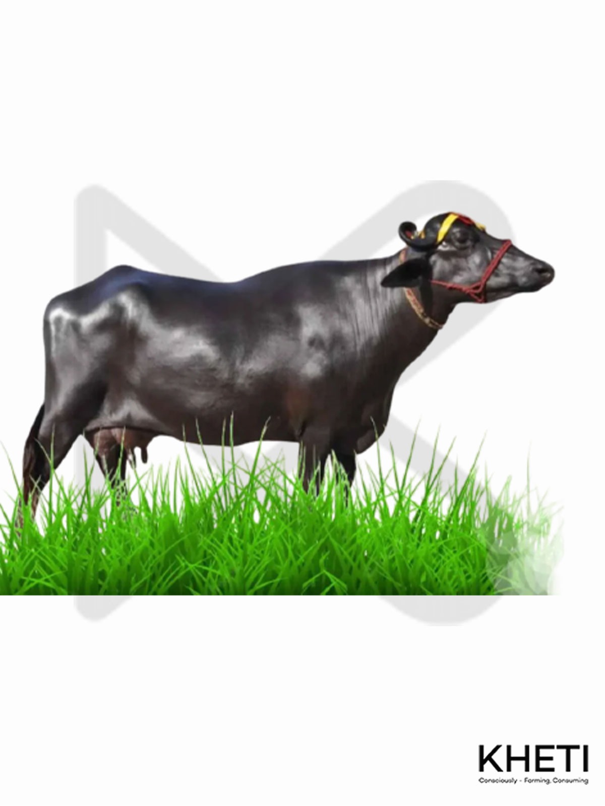 Buffalo 