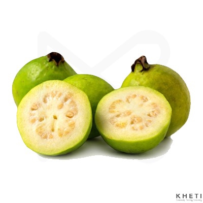 Guava 