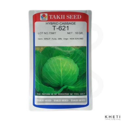 Cabbage_T621 (Bandakopi Ko Biu)