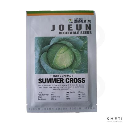F1 Hybrid Cabbage_SummerCross_SN (Bandakopi ko biu)