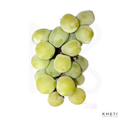 Angur - Grapes - Green