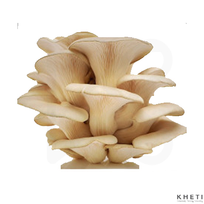 Chyau - Mushroom(kanne)