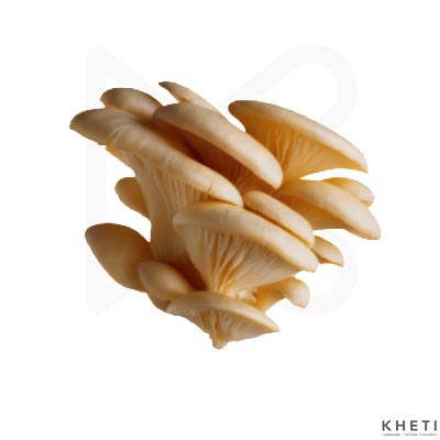 Mushroom (kanya chyau) 